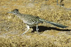 Roadrunner: Greater Roadrunner running