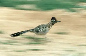 Roadrunner: GREATER ROADRUNNER - running