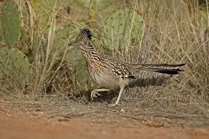 Californianus: Greater Roadrunner Running (Geococcyx californianus)