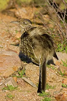 Roadrunners: Greater Roadrunner - sunbathing