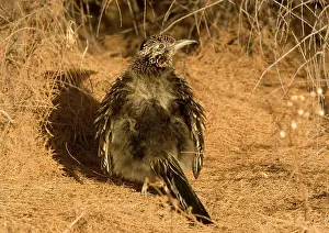 Roadrunners: Greater Roadrunner - sunbathing in winter sunshine