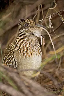 Kill: Greater Roadrunner - Swallowing a rodent