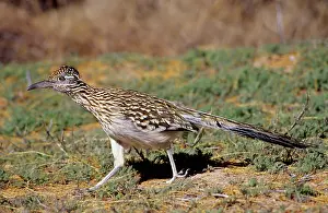 Roadrunners: Greater ROADRUNNER - side view