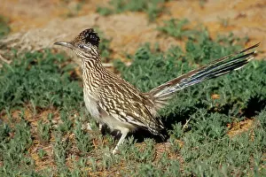 Roadrunners: Greater ROADRUNNER - side view