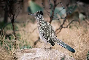 Roadrunners: Greater ROADRUNNER - side view, on rock