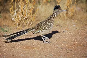 Roadrunners: Greater Roadrunner - Walking