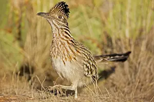 Roadrunners: Greater Roadrunner - walking