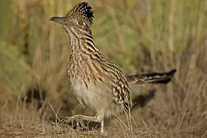 Roadrunner: Greater Roadrunner Walking in Sonoran Desert (Geococcyx cali