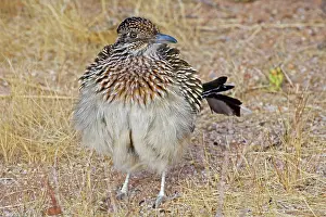 Erecting: Greater Roadrunner - Warming itself by erecting