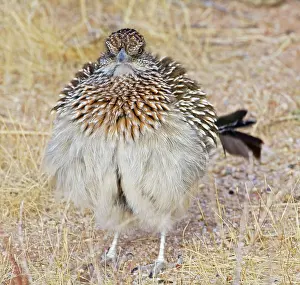 Erecting: Greater Roadrunner - warming itself by erecting