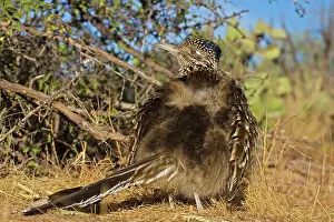 Erecting: Greater Roadrunner - warming itself by erecting
