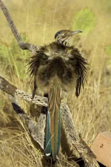 Erecting: Greater Roadrunner - Warming itself by erecting