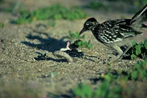 Confronation: Greater Roadrunner with Western Diamondback Rattlesnake
