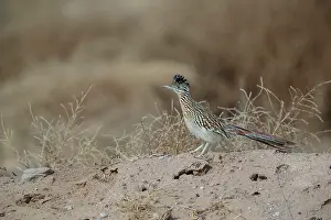 Roadrunner: Greater Roadrunner - winter