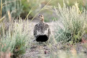 Centrocercus: Greater Sage Grouse