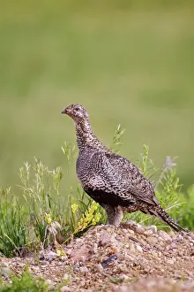 Centrocercus: Greater Sage Grouse