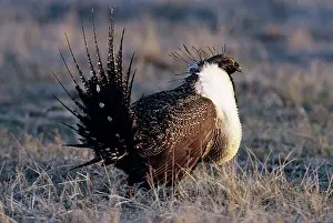 Leks: Greater Sage Grouse