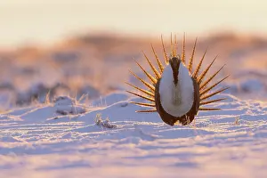 Sage: Greater sage-grouse, courtship display