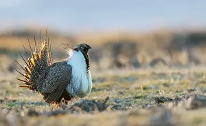 Sage: Greater sage grouse male performing courtship dance on lek