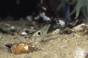Hyperoplus: Greater Sand Eel (Hyperoplus lanceolatus) peeri