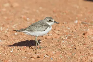 Plovers: Greater Sand Plover