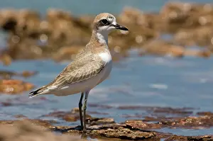 Dotterel: Greater Sand Plover / Greater Sandplover / Large