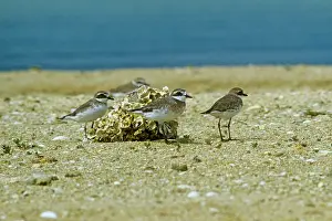 Wolfgang Wagner: Greater Sand Plover - winter