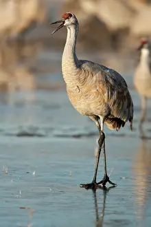 Tabida: Greater Sandhill Crane