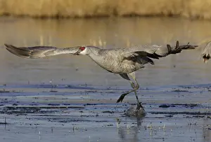 Tabida: Greater Sandhill Crane