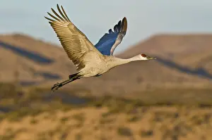 Tabida: Greater Sandhill Crane in Flight