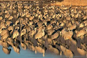 Stop: Greater Sandhill Crane flock in roost pond