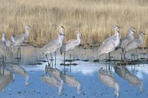 Stop: Greater Sandhill Crane flock in roost pond
