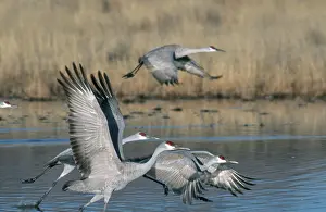 Stop: Greater Sandhill Crane flock in roost pond