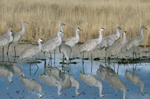 Stop: Greater Sandhill Crane flock in roost pond