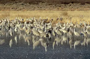 Stop: Greater Sandhill Crane flock in roost pond