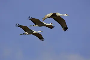 Tabida: Greater Sandhill Cranes