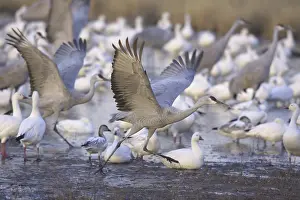 Tabida: Greater Sandhill Cranes