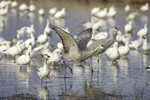 Tabida: Greater Sandhill Cranes