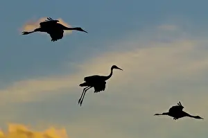 Tabida: Greater Sandhill Cranes in Flight