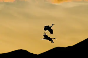 Tabida: Greater Sandhill Cranes in Flight