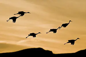 Tabida: Greater Sandhill Cranes in Flight