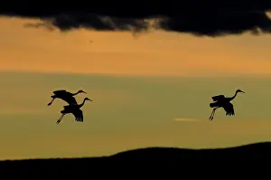 Tabida: Greater Sandhill Cranes in Flight