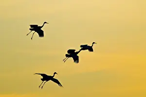 Tabida: Greater Sandhill Cranes in Flight
