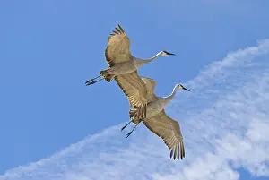 Cranes: Greater Sandhill Cranes in Flight