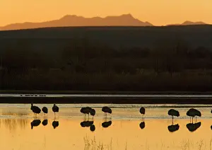 Midwinter: Greater Sandhill Cranes - in wetland at dawn, midwinter