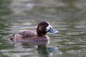 Scaups: Greater Scaup