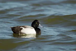 Marila: Greater Scaup