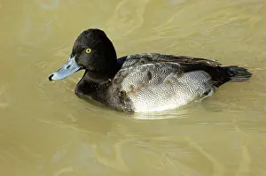 Marila: Greater Scaup