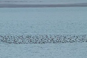 Marila: Greater Scaup