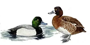 Aythya: Greater Scaup